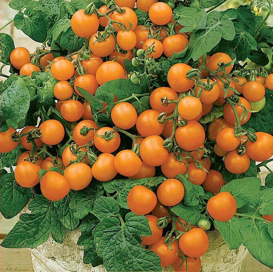 1venus-tomato-jpg