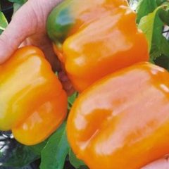 Paprikos